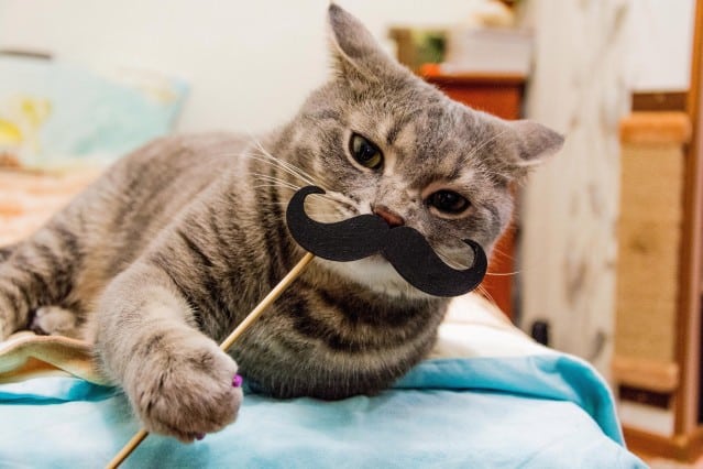 Pawtounes - Chats - Chatons - Animaux - Mignons - Marrants : Top 10 des chats les plus drôles