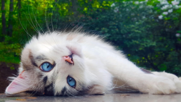 Pawtounes - Chats - Chatons - Animaux - Mignons - Marrants : Top 10 des plus beaux chats du monde