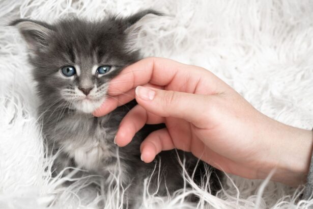 Pawtounes - Chats - Chatons - Animaux - Mignons - Marrants : Cute Kitten: Top 10 cutest kittens!