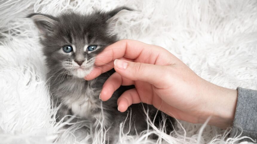 Pawtounes - Chats - Chatons - Animaux - Mignons - Marrants : Cute Kitten: Top 10 cutest kittens!