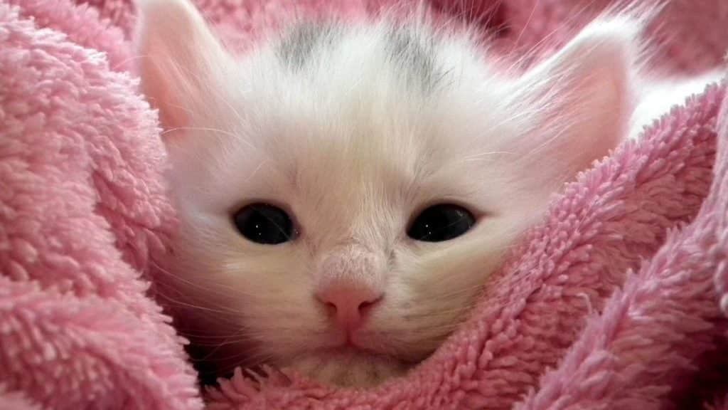 Chaton Mignon Top 10 des chatons les plus mignons