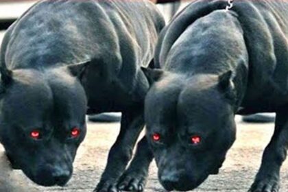 Top 10 des races de chiens qui mordent le plus en France