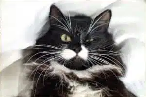 votre chat veut vous tuer