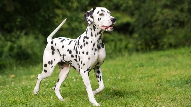 Top 11 des plus belles races de chiens