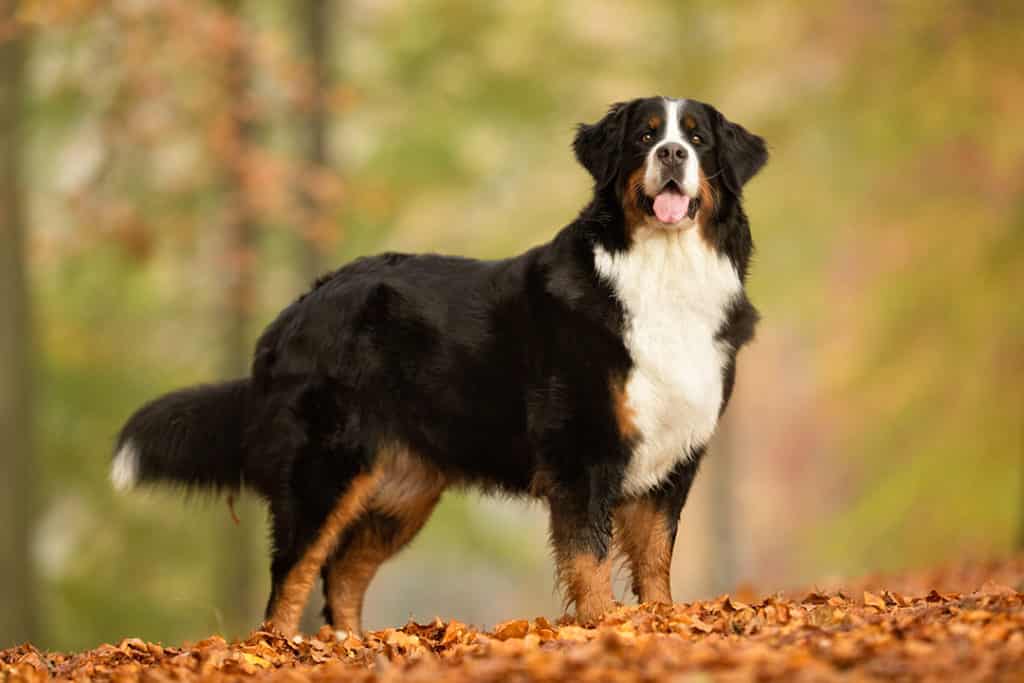 Pawtounes - Chats - Chatons - Animaux - Mignons - Marrants : Top 11 des plus belles races de chiens