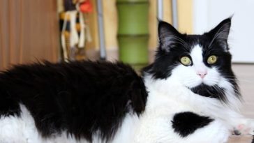 Pawtounes - Chats - Chatons - Animaux - Mignons - Marrants : Top 10 des chats qui s'excusent pour leurs conneries, le meilleur du « Cat Shaming »