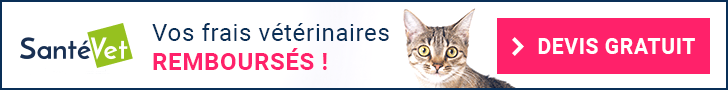 Pawtounes - Chats - Chatons - Animaux - Mignons - Marrants : Introduction aux patounes : Les pattes de nos chats