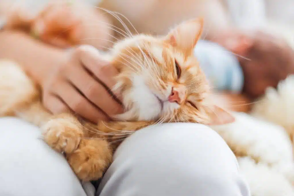 T'es pas un chat - Assurance animal - chat, chien - Assurance animal de compagnie