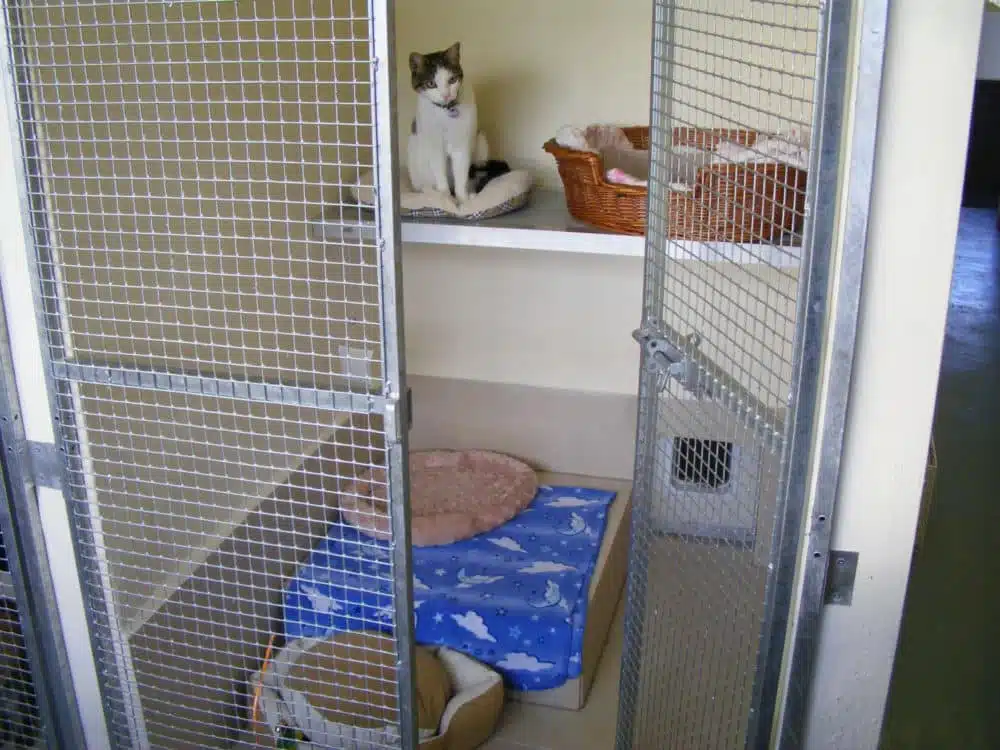 cattery,  