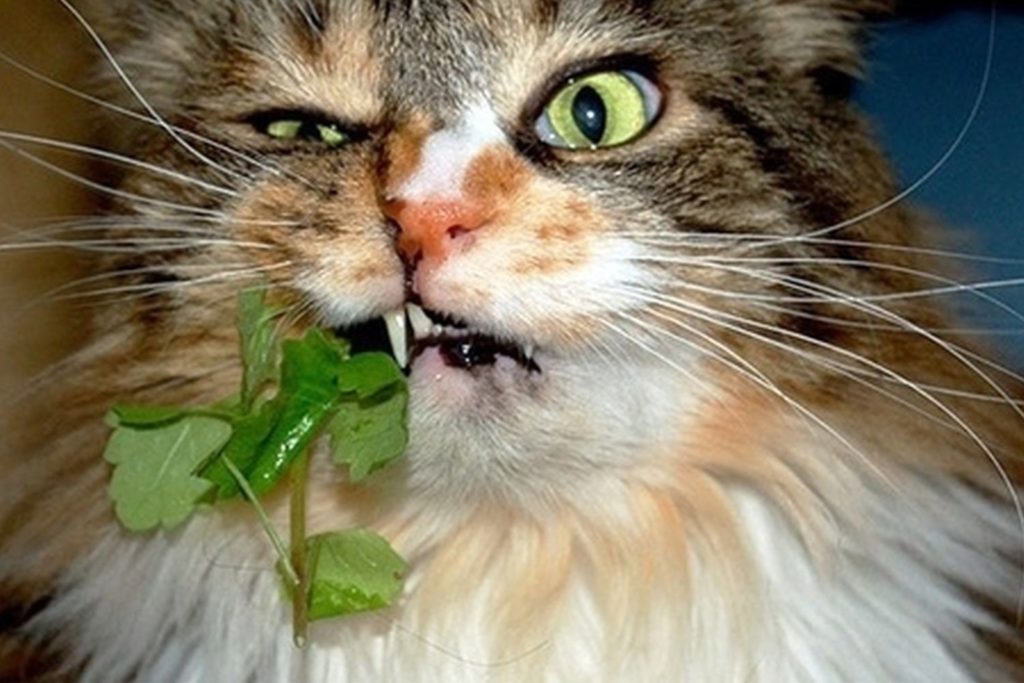 Pawtounes - Chats - Chatons - Animaux - Mignons - Marrants : L'herbe à chat : pourquoi les chats l'adorent-ils ?