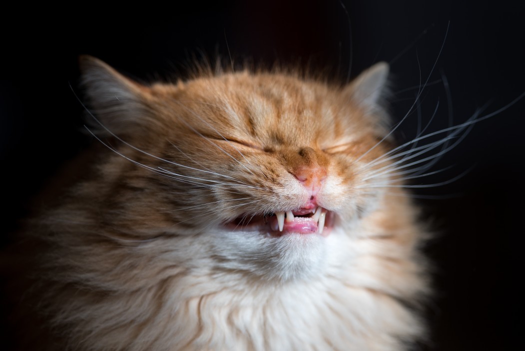 Pawtounes - Chats - Chatons - Animaux - Mignons - Marrants : Quelles sont les odeurs que les chats détestent ?