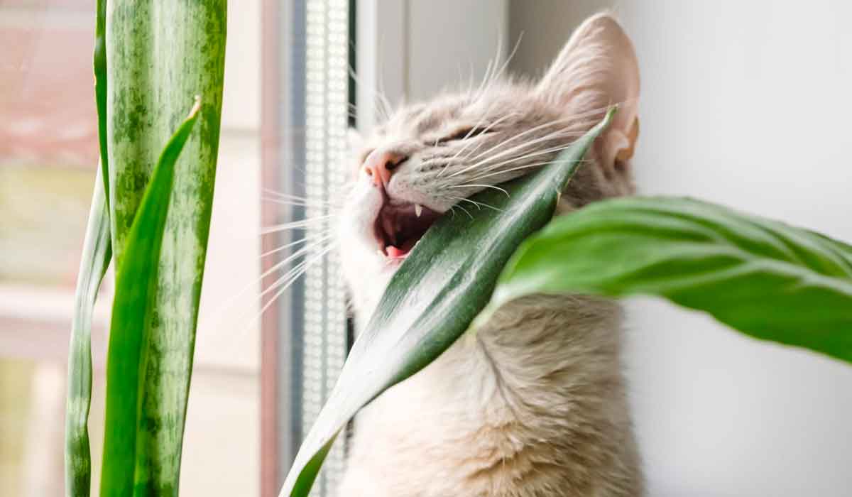 plantes dangereuses pour les chats
