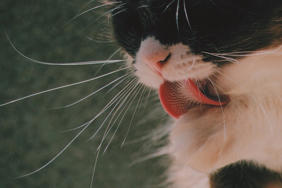 Pawtounes - Chats - Chatons - Animaux - Mignons - Marrants : Langue du chat, pourquoi est-elle rugueuse ?