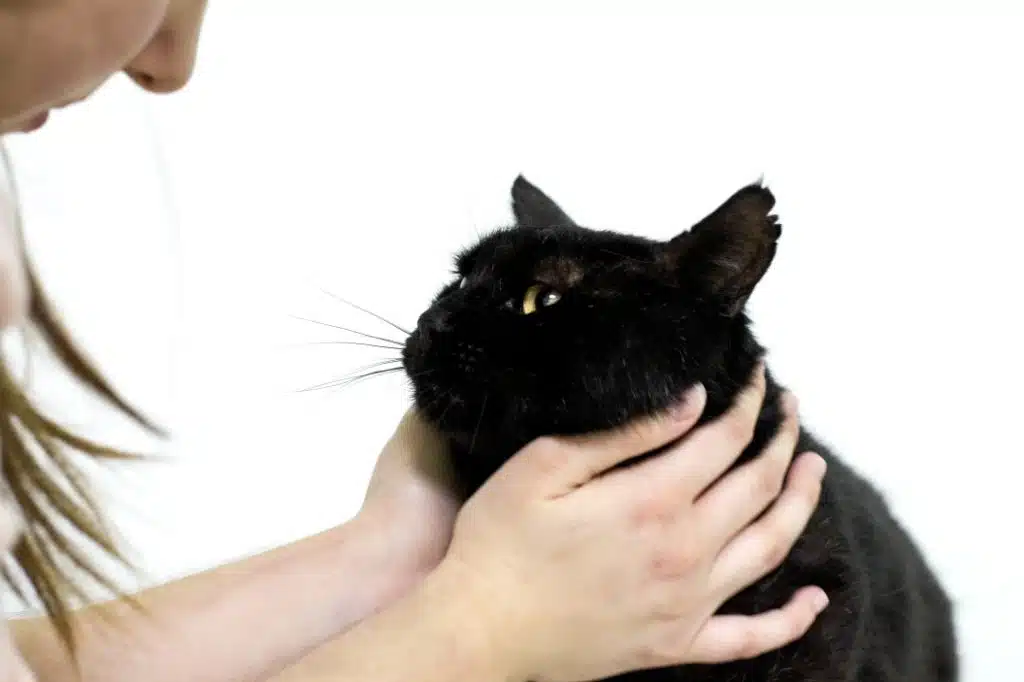 espérance de vie du chat - vie chat - durée de vie du chat - chat - espérance - espérance de vie du chat de gouttière - espérance vie chat