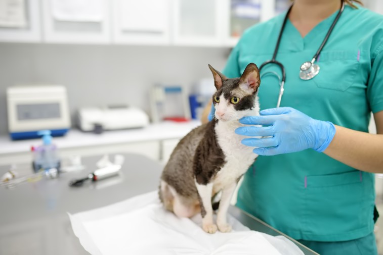 Tespasunchat : Assurance chat- chien : informations, conseils et avantages : santévet