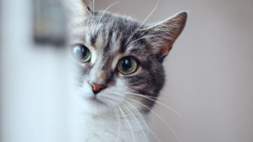 Pawtounes - Chats - Chatons - Animaux - Mignons - Marrants : Pourquoi mon chat me suit partout ? On vous explique !