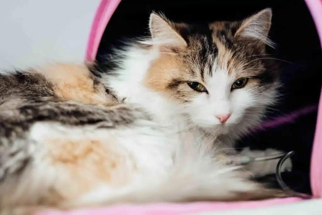 chat en bonne santé