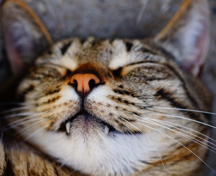 pourquoi un chat miaule fort et grave