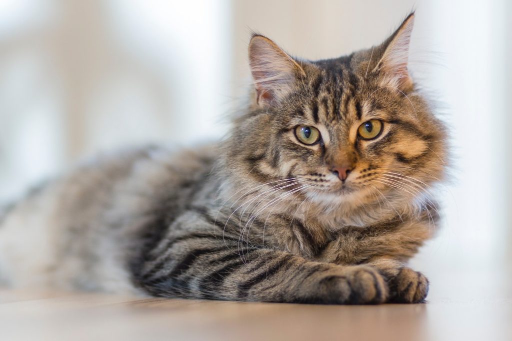 Pawtounes - Chats - Chatons - Animaux - Mignons - Marrants : Adopter un chat : 10 bonnes raisons de le faire