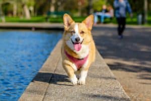 Pawtounes - Chats - Chatons - Animaux - Mignons - Marrants : Top-10-des-raisons-davoir-un-chat