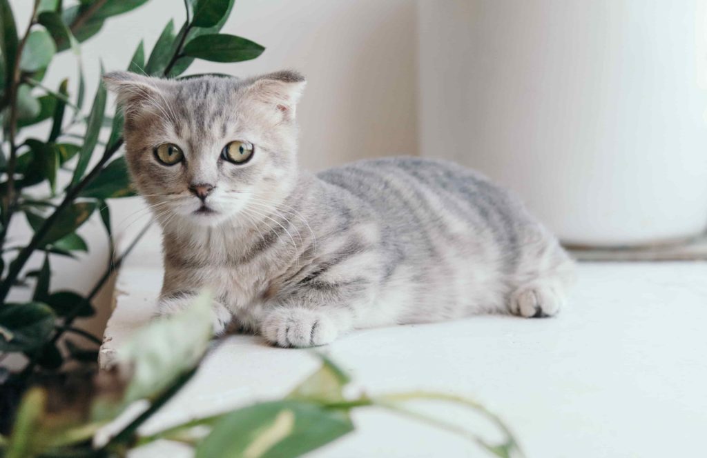 Pawtounes - Chats - Chatons - Animaux - Mignons - Marrants : Votre chat en bonne santé : 10 signes qui le montre !