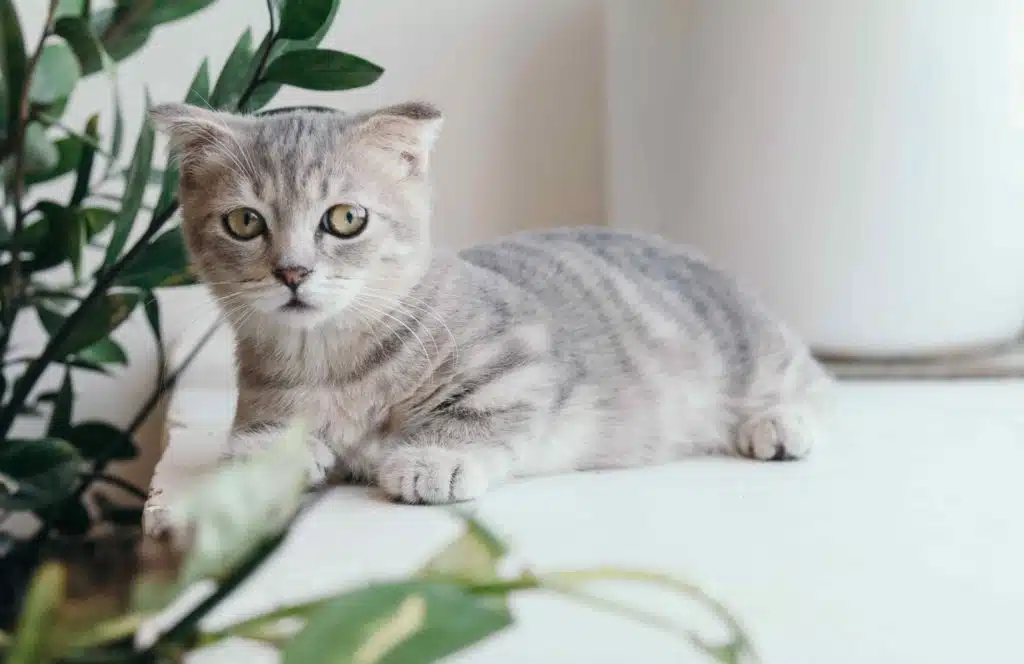 Pawtounes - Chats - Chatons - Animaux - Mignons - Marrants : Votre chat en bonne santé : 10 signes qui le montre !