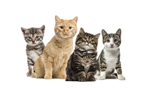 Pawtounes - Chats - Chatons - Animaux - Mignons - Marrants : Toutes les races de chats