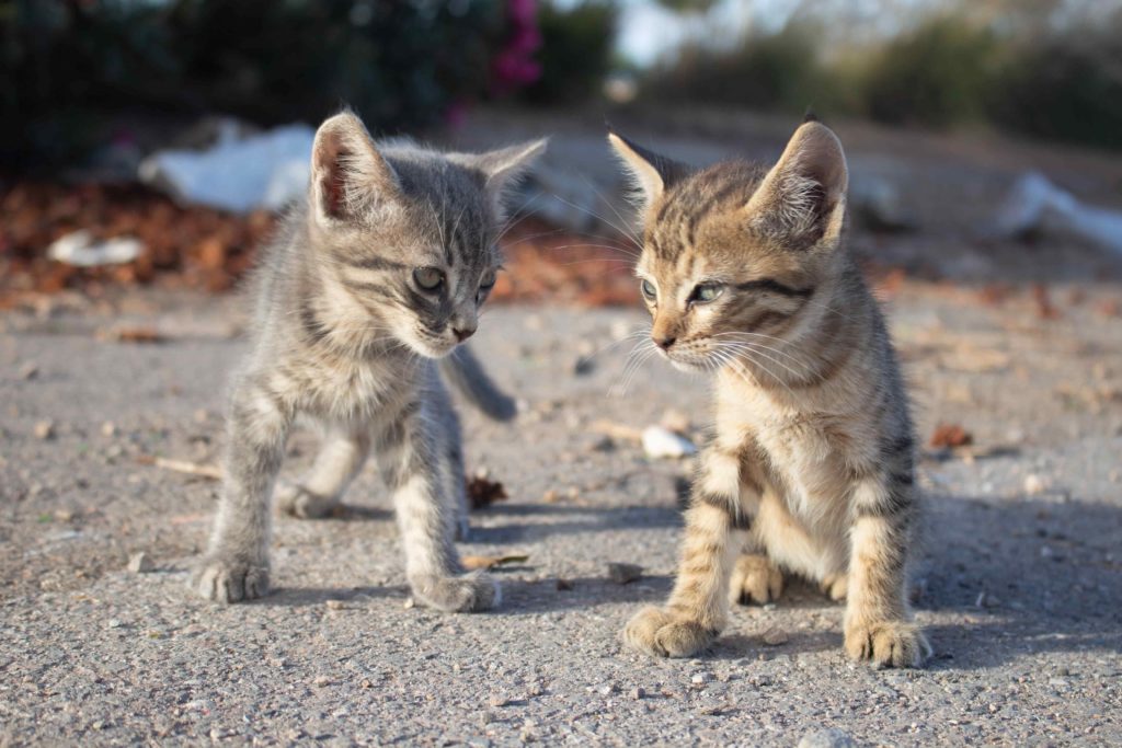 Pawtounes - Chats - Chatons - Animaux - Mignons - Marrants : Introduire un nouveau chat sans conflit