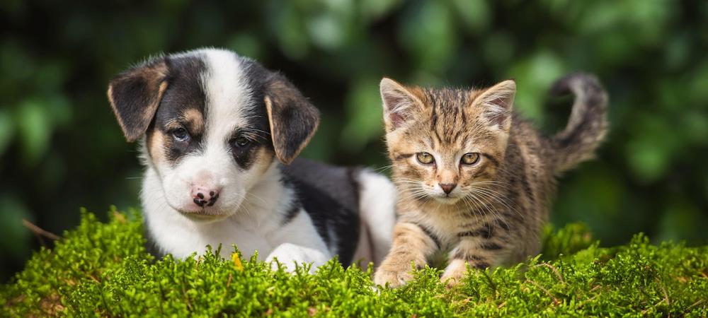 Pawtounes - Chats - Chatons - Animaux - Mignons - Marrants : Avoir un chien ou un chat quelles sont les règles ?