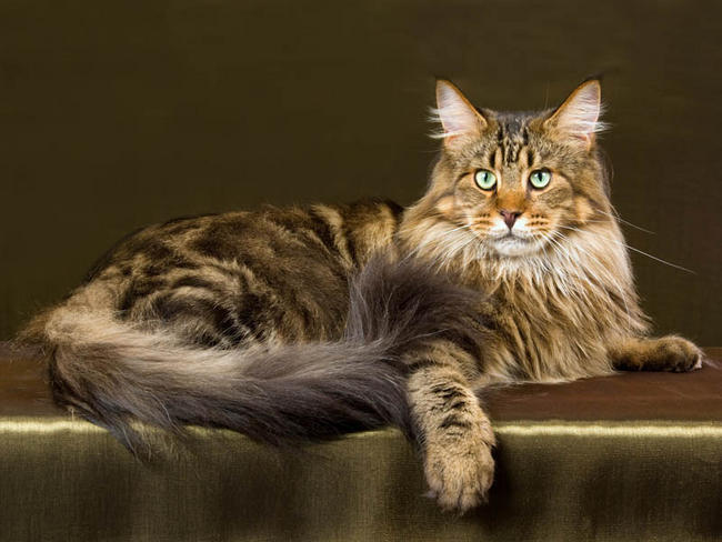 Pawtounes - Chats - Chatons - Animaux - Mignons - Marrants : Les races de chats les plus calmes