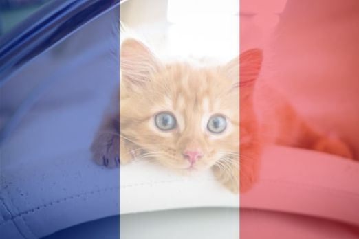 Pawtounes - Chats - Chatons - Animaux - Mignons - Marrants : Chats les plus populaires en France
