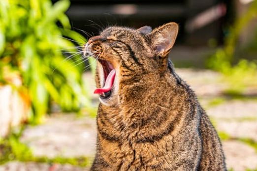 Pawtounes - Chats - Chatons - Animaux - Mignons - Marrants : Quand un chat miaule beaucoup ça veut dire quoi ?