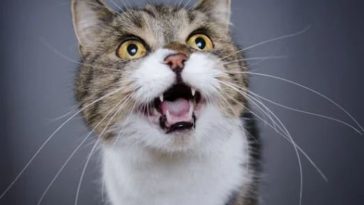 Pawtounes - Chats - Chatons - Animaux - Mignons - Marrants : Comment interpréter les miaulements d'un chat ?