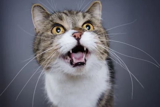 Pawtounes - Chats - Chatons - Animaux - Mignons - Marrants : Comment interprÃ©ter les miaulements d'un chat ?