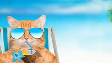Pawtounes - Chats - Chatons - Animaux - Mignons - Marrants : Coco chats : Votre guide pour adopter et élever un chat