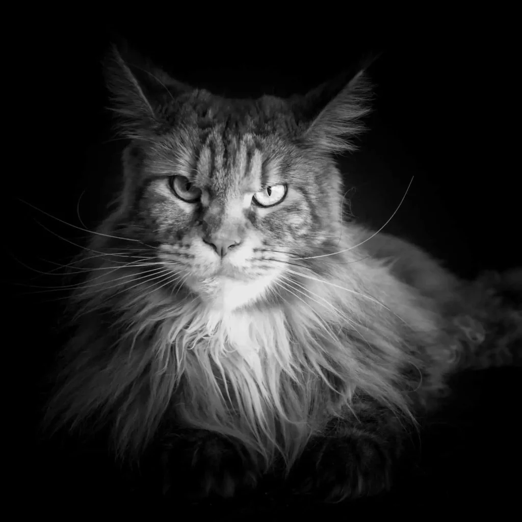 Pawtounes - Chats - Chatons - Animaux - Mignons - Marrants : Top 10 des plus beaux chats du monde