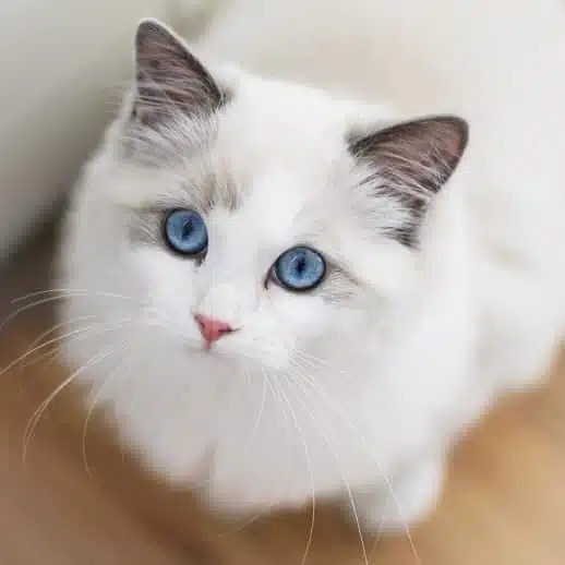 Pawtounes - Chats - Chatons - Animaux - Mignons - Marrants : World's most expensive cats: 10 most expensive breeds