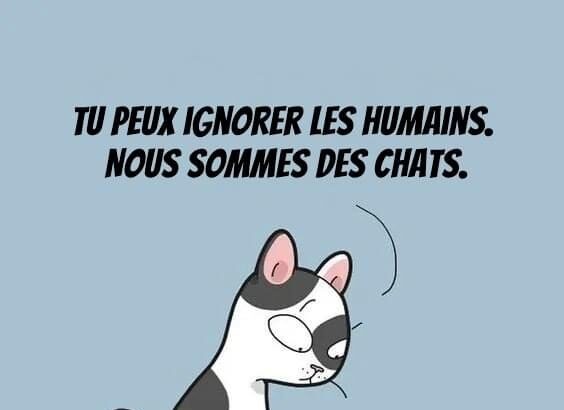 Pawtounes - Chats - Chatons - Animaux - Mignons - Marrants : Feline philosophy of life 😼🐾 Embrace your cat side! #EspritChat #Animaux #Pawtounes