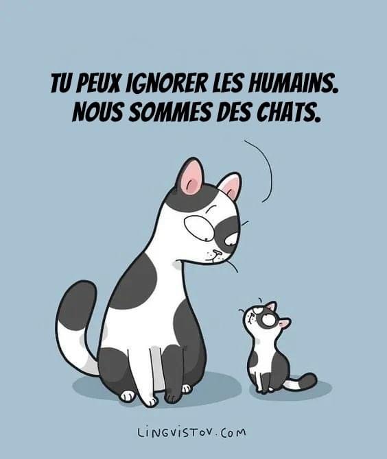 Féline philosophie de vie 😼🐾 Embrassez votre côté chat! #EspritChat #Animaux #Pawtounes