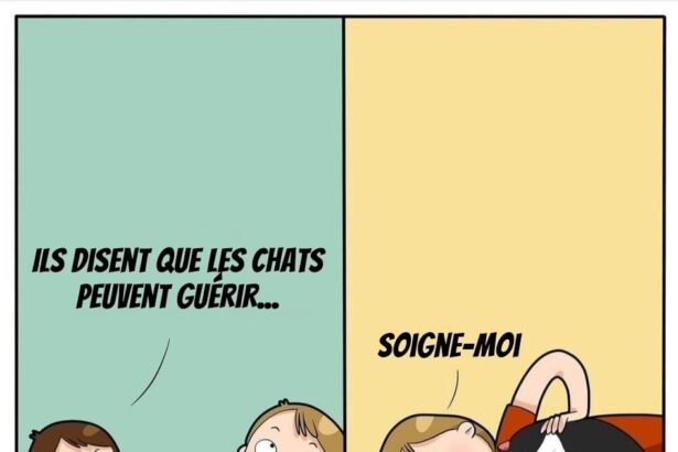 Pawtounes - Chats - Chatons - Animaux - Mignons - Marrants : Backache? A cat therapist to the rescue 😹👩‍⚕️✨ #Pawtounes #ChatGuérisseur #SourireDuJour