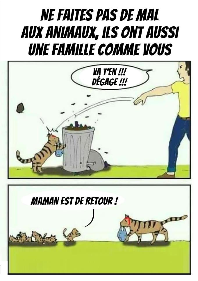 Respectons les familles de toutes les pattes 🐱💔 #NonALaCruauté #AdoptezNeJetezPas #Pawtounes 🐾