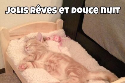 Pawtounes - Chats - Chatons - Animaux - Mignons - Marrants : Feline dreams 🐾✨ Quiet night in the land of purrs 😺 #HeartyCat #Dodo #Pawtounes