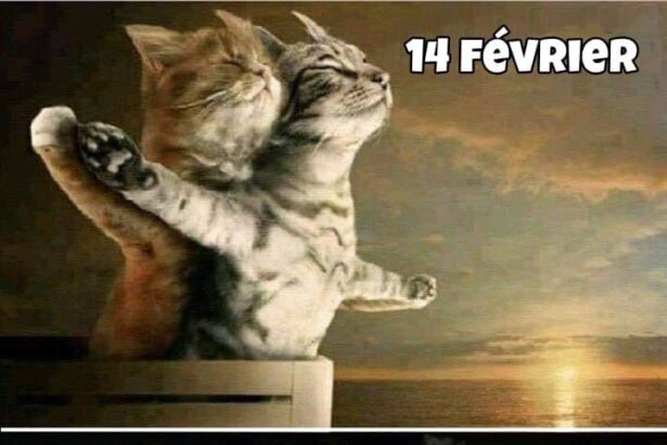 Pawtounes - Chats - Chatons - Animaux - Mignons - Marrants : Love yesterday, claws today! 😹💕🥊 #SaintValentin #VieDeChat #Pawtounes