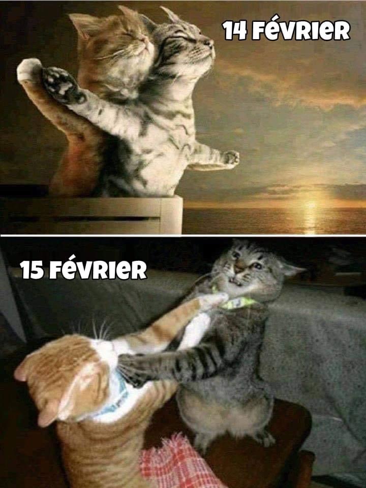 Amour hier, jeux de griffes aujourd'hui! ??? #SaintValentin #VieDeChat #Pawtounes