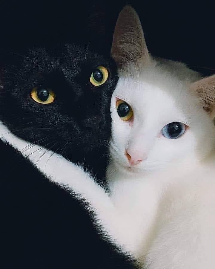 Yin & Yang félins 🖤🤍 Embrassez la douceur du contraste! #DuoChat #Animaux #Mignon #NoirEtBlanc #Pawtounes #Chat #Cats