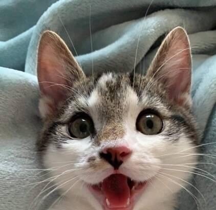 Pawtounes - Chats - Chatons - Animaux - Mignons - Marrants : 🐾 Check out this kitty's infectious smile! 😸 #Pawtounes #Chat #Cats #Mignon #SourireFelin