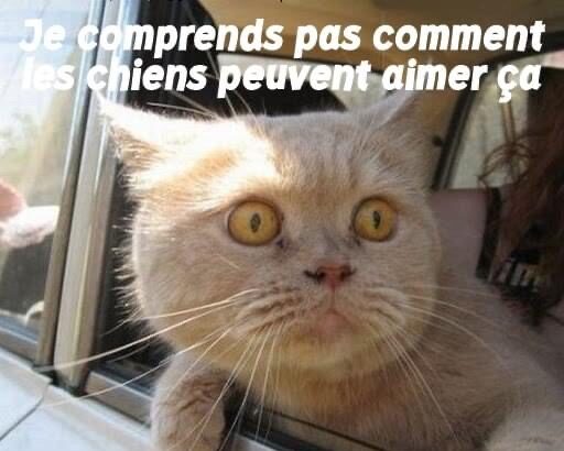 Regard perplexe 😼: même les #Chat les plus mignons sont confus parfois! #Pawtounes #Cats #Mignon #Animaux