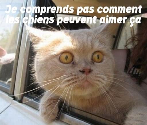 Pawtounes - Chats - Chatons - Animaux - Mignons - Marrants : Puzzled look 😼: even the cutest #Chats get confused sometimes! #Pawtounes #Cats #Mignon #Animaux