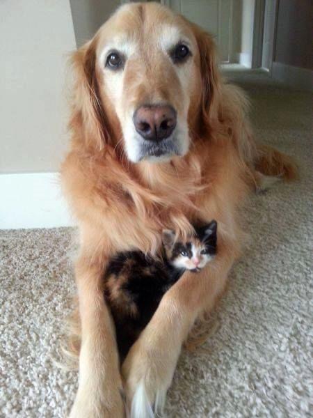 Pawtounes - Chats - Chatons - Animaux - Mignons - Marrants : Unlikely friends, incredible hugs! 🐾🐶❤️🐱 #Friendship #Cute #Animals #Pawtounes #Cat #Cats