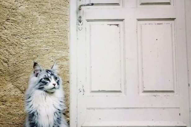 Pawtounes - Chats - Chatons - Animaux - Mignons - Marrants : Royal feline guard on break 🐾👑 #Majestic #Pawtounes #Chat #Cats #BeautéFéline